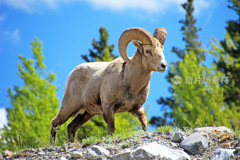 落基山大角羊，拉丁名ovis canadensis canadensis，加拿大班夫